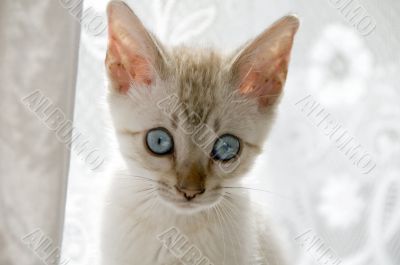 Kitten