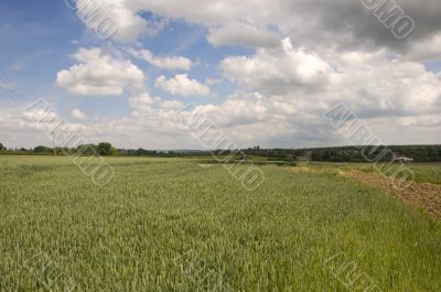 Wheat field