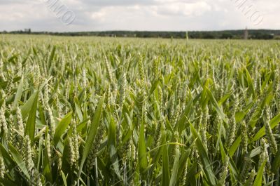 Wheat field