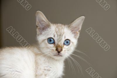 Kitten