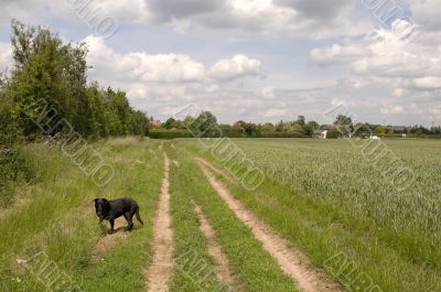 Dog in a field