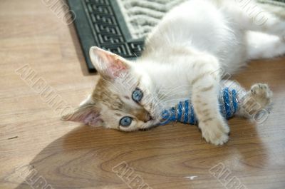 Kitten
