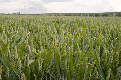 Wheat field