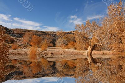 autum Reflections