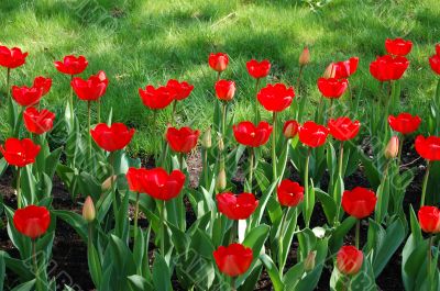 Red spring tulips in blossom in park