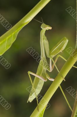Praying Mantis