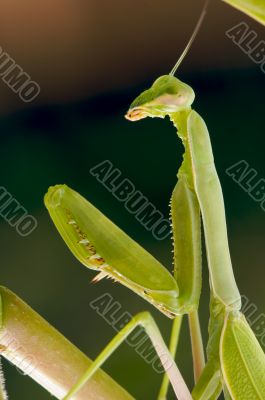 Praying Mantis