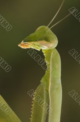 Praying Mantis