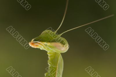 Praying Mantis