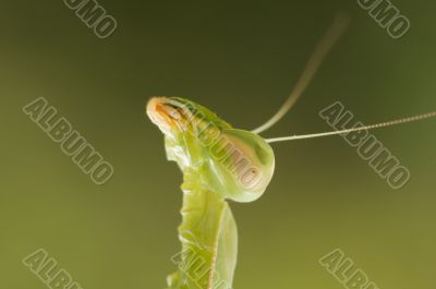 Praying Mantis