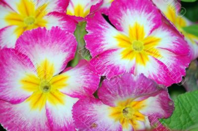 Garden Phlox Flowers