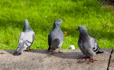 Three pigeons