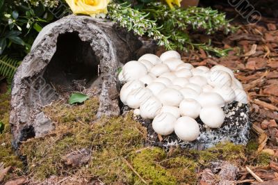 Mushrooms and Log