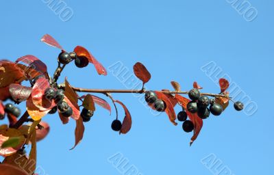 Branch of black chokeberry