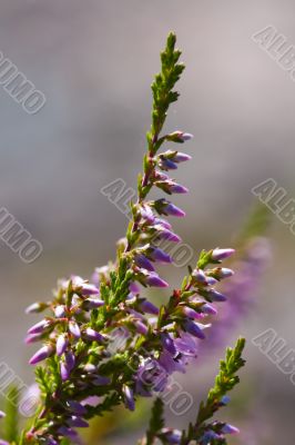 Blossoming heather