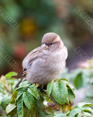 Portrait of a sparrow