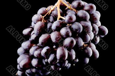 grapes on black background