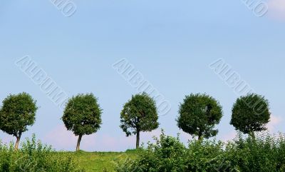 The five trees and blue sky