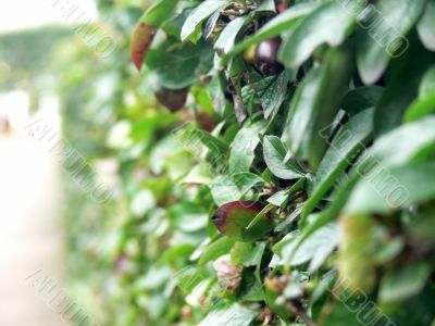 Plant wall