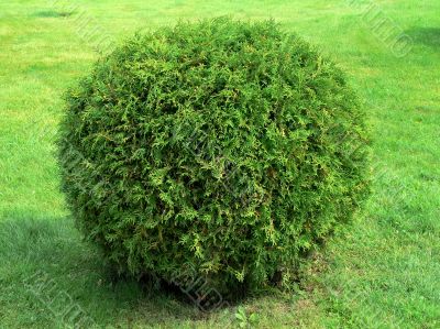 Cut bush in the form of a sphere