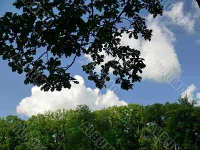 Branch and clouds