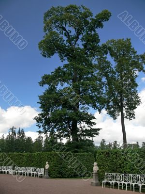 Tree and bench in park