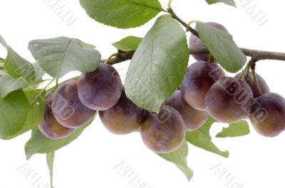 plum tree close up