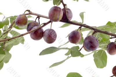plum tree closeup