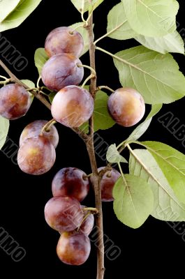 plum-tree closeup