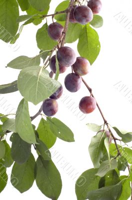 plum-tree on white