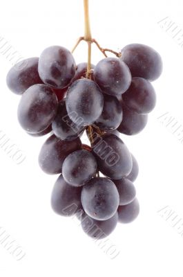 Red grapes on white