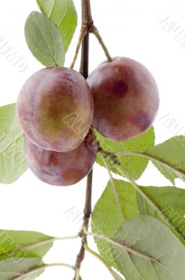 wild plum closeup