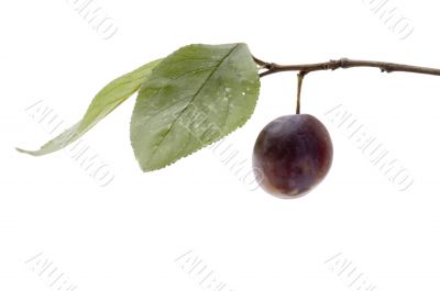 wild plum macro
