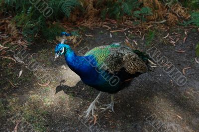 Multicolored peacock