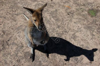 Australian wallaby