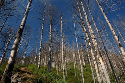 Trees in Siberia