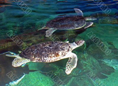 Turtles