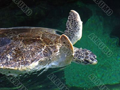 Turtle Flap