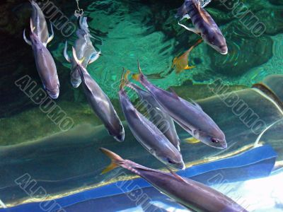 Fishes