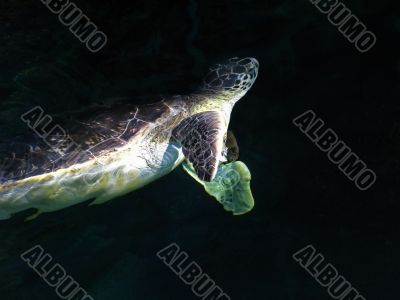 The Dark Turtle