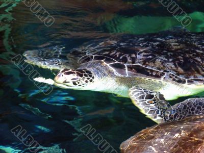 Turtle Feeding