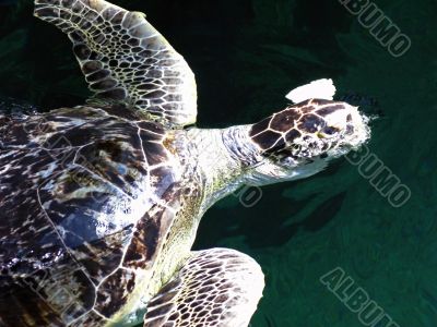 Turtle Feeding
