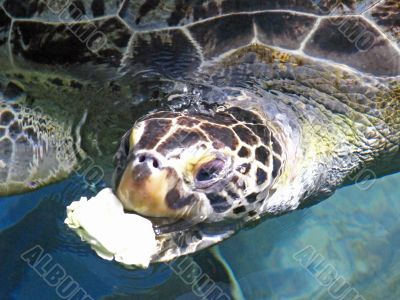 Turtle Feeding