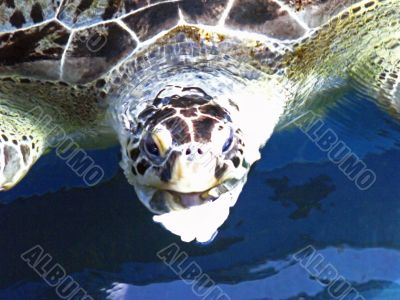 Turtle Feeding
