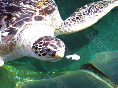 Turtle Feeding