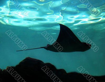 Stingray