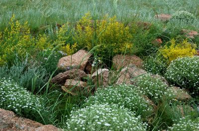 Grass and flowers in Siberia