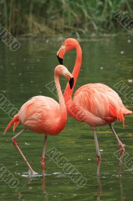 Flamingo