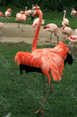 Flamingo