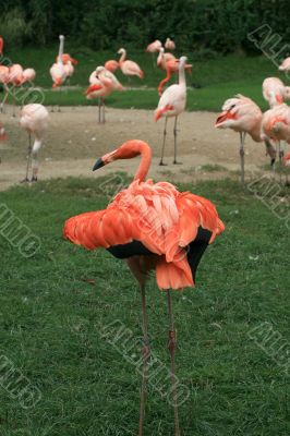Flamingo
